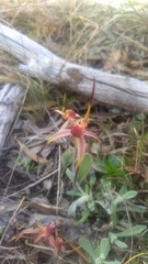 Caladenia caudata