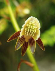 Eulophia bolusii