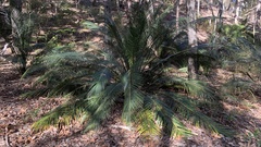 Macrozamia douglasii
