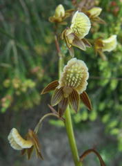 Eulophia bolusii