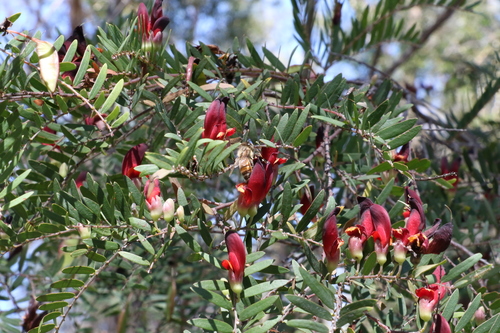 Image of Bossiaea rupicola by (c) Greg Tasney, some rights reserved (CC BY-SA)
