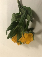 Lithospermum canescens