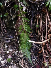 Polystichum aculeatum
