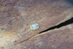 Paropsisterna nobilitata