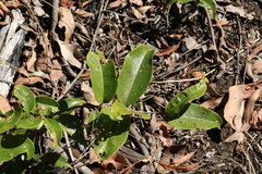 Celastrus subspicatus