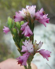 Erica corifolia