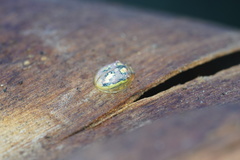 Paropsisterna nobilitata