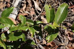 Celastrus subspicatus