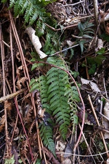 Polystichum aculeatum