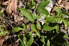 Celastrus subspicatus