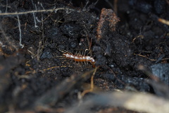 Henicops maculatus