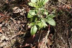 Denhamia bilocularis