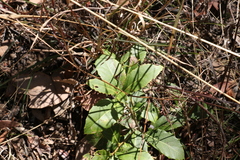 Denhamia bilocularis