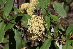 Pomaderris argyrophylla