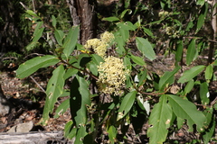 Pomaderris argyrophylla
