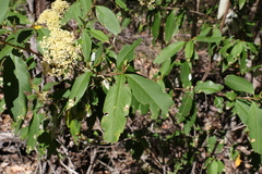 Pomaderris argyrophylla