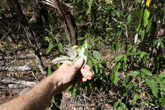 Pomaderris argyrophylla