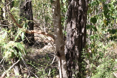 Pomaderris argyrophylla