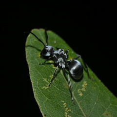 Polyrhachis schlueteri