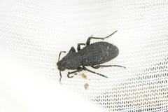 Sclerorinus bubalus