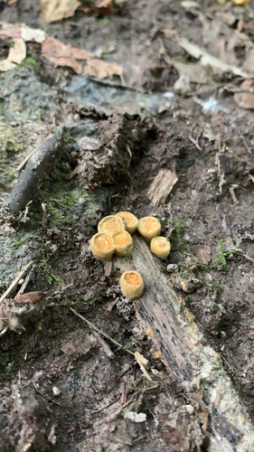 pohárovček obyčajný (Crucibulum laeve)