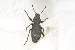 Sclerorinus bubalus