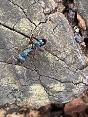 Rhytidoponera aspera