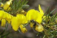 Amphylaeus obscuriceps