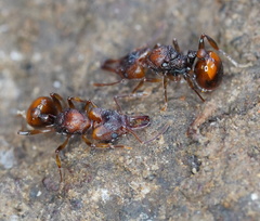 Orectognathus clarki