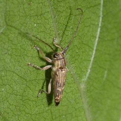 Glenea arida