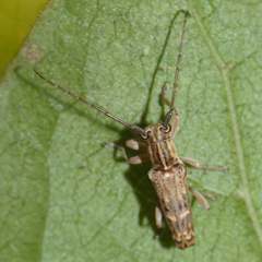 Glenea arida