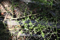Everistia vacciniifolia nervosa