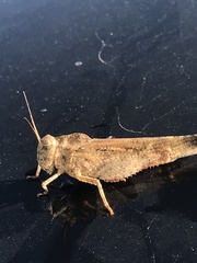 Spharagemon cristatum