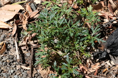 Trachymene procumbens