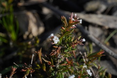 Leucopogon collinus