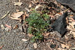 Trachymene procumbens
