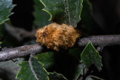 Heteroecus melanoderma