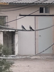 Tachycineta albilinea