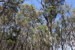 Melaleuca groveana