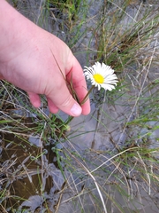 Allittia cardiocarpa