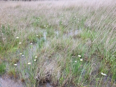 Allittia cardiocarpa