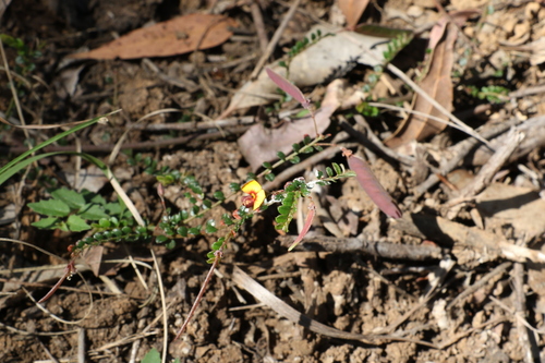 Image of Bossiaea buxifolia by (c) Greg Tasney, some rights reserved (CC BY-SA)