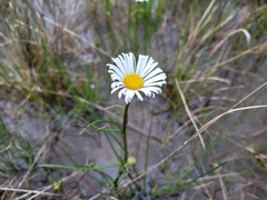 Allittia cardiocarpa