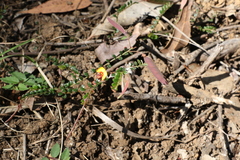 Bossiaea buxifolia