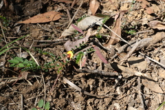 Bossiaea buxifolia