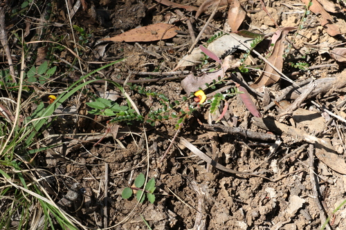 Image of Bossiaea buxifolia by (c) Greg Tasney, some rights reserved (CC BY-SA)