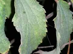 Oecanthus dulcisonans