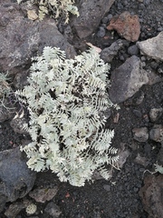Oxytropis kamtschatica