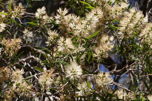 Image of Melaleuca groveana by (c) Greg Tasney, some rights reserved (CC BY-SA)
