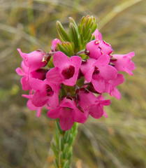 Erica pulchella